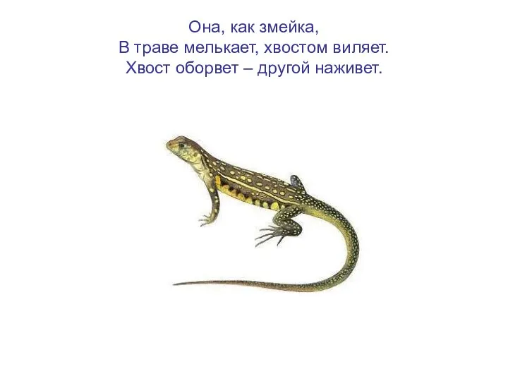 Она, как змейка, В траве мелькает, хвостом виляет. Хвост оборвет – другой наживет.