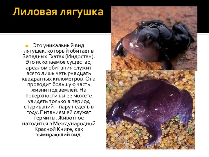 Лиловая лягушка Это уникальный вид лягушек, который обитает в Западных
