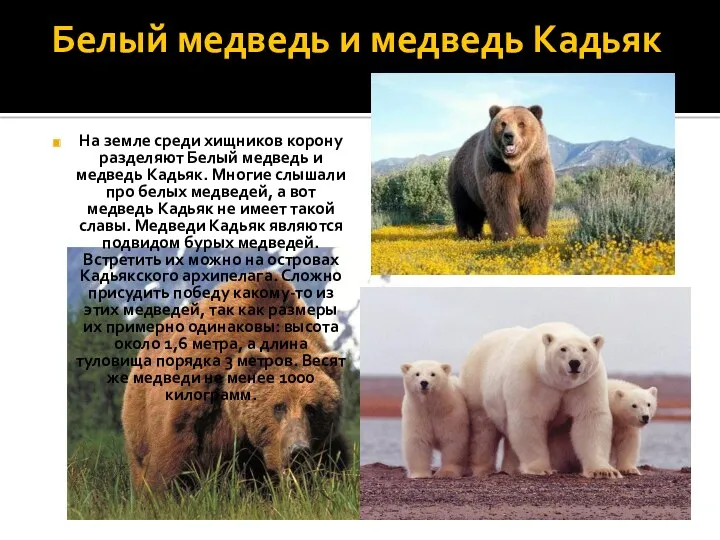 Белый медведь и медведь Кадьяк На земле среди хищников корону