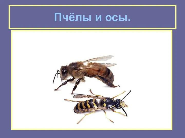 Пчёлы и осы.
