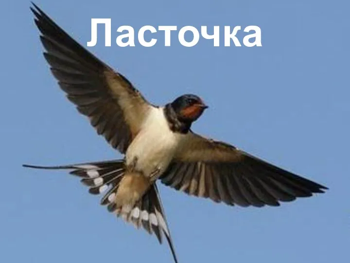 Ласточка