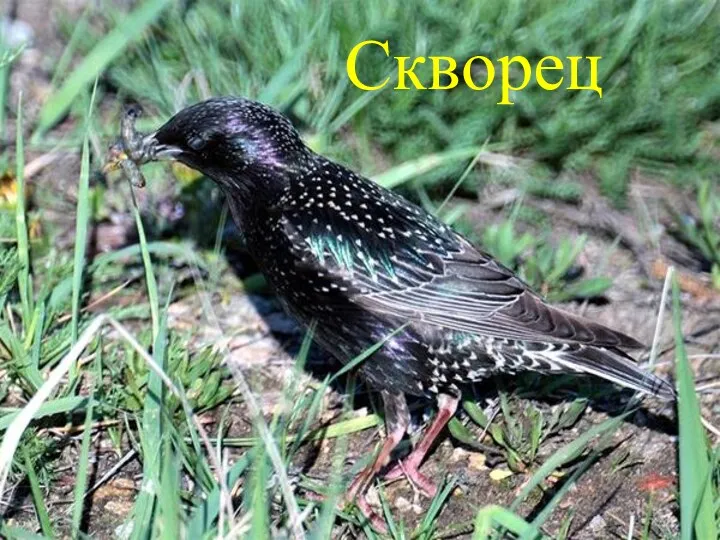 Скворец Скворец