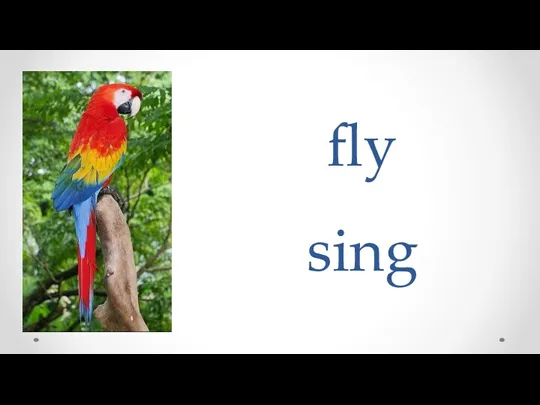 fly sing