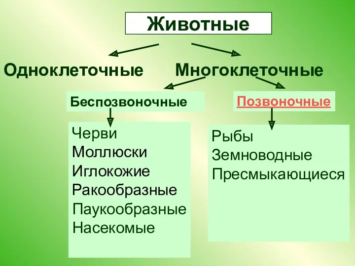 Животные Одноклеточные Многоклеточные Беспозвоночные Позвоночные Черви Моллюски Иглокожие Ракообразные Паукообразные Насекомые Рыбы Земноводные Пресмыкающиеся