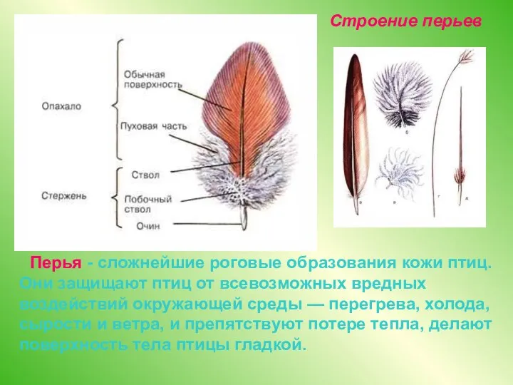 Перья - сложнейшие роговые образования кожи птиц. Они защищают птиц