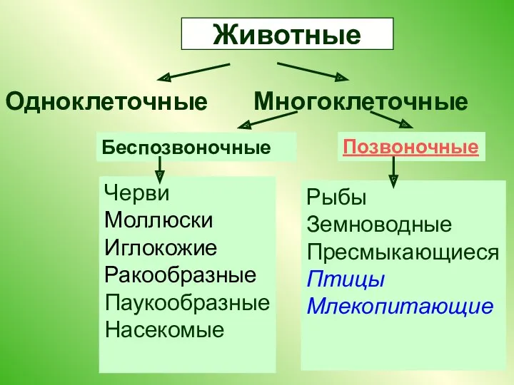 Животные Одноклеточные Многоклеточные Беспозвоночные Позвоночные Черви Моллюски Иглокожие Ракообразные Паукообразные Насекомые Рыбы Земноводные Пресмыкающиеся Птицы Млекопитающие