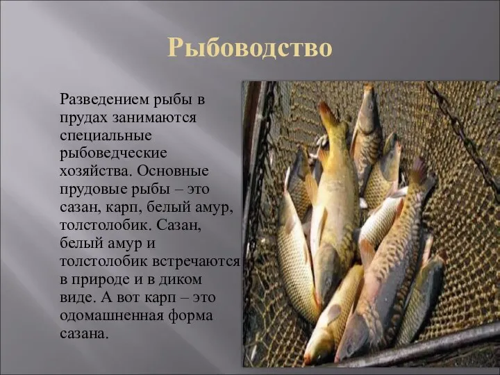 Рыбоводство Разведением рыбы в прудах занимаются специальные рыбоведческие хозяйства. Основные