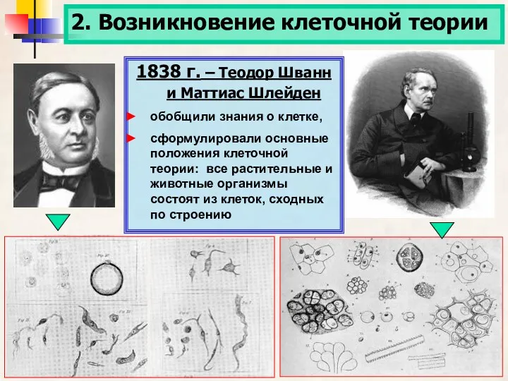 2. Возникновение клеточной теории 1838 г. – Теодор Шванн и Маттиас Шлейден обобщили