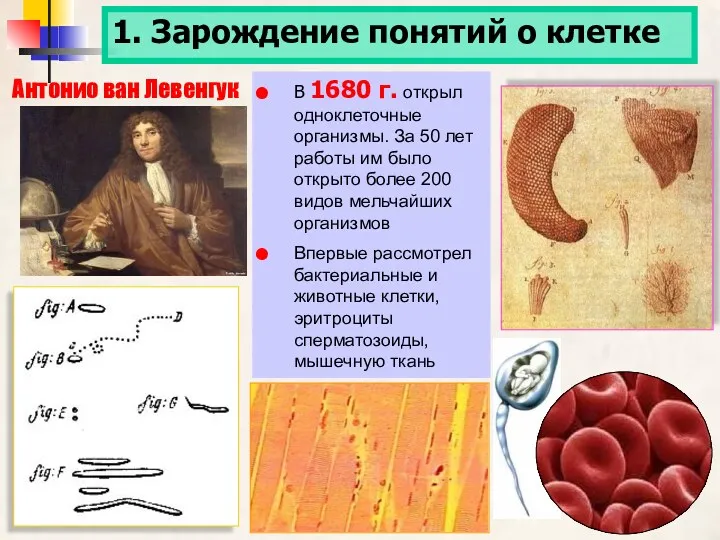 1. Зарождение понятий о клетке Антонио ван Левенгук В 1680 г. открыл одноклеточные