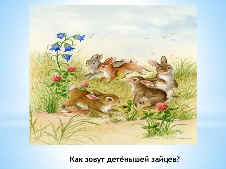 Как зовут детёнышей зайцев?
