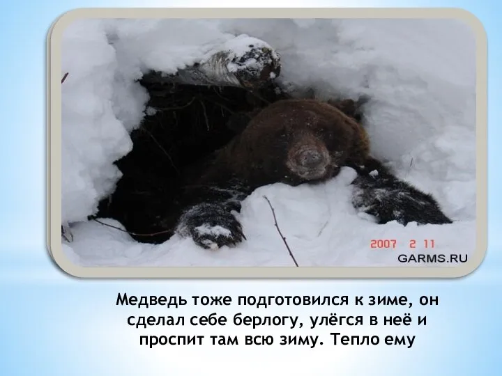 Медведь тоже подготовился к зиме, он сделал себе берлогу, улёгся