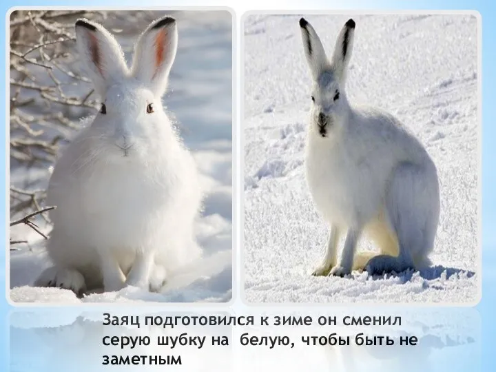 Заяц подготовился к зиме он сменил серую шубку на белую, чтобы быть не заметным