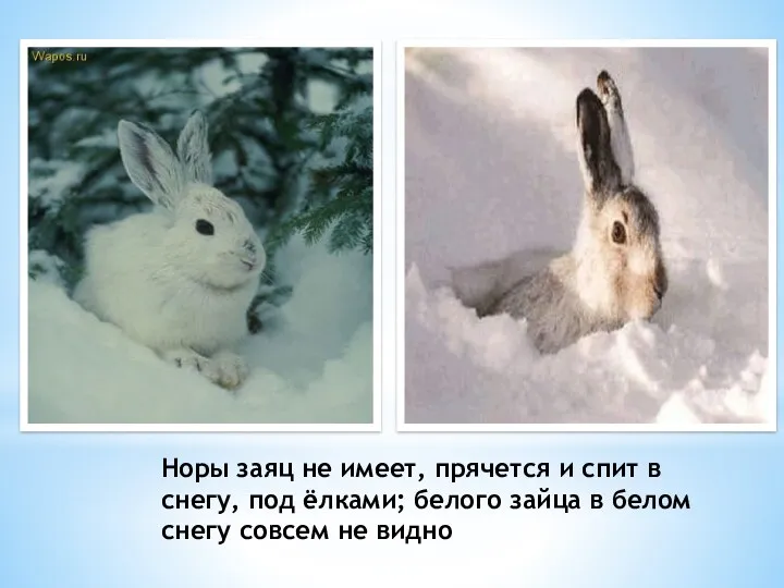 Норы заяц не имеет, прячется и спит в снегу, под ёлками; белого зайца
