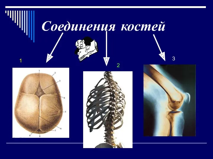 Соединения костей 1 2 3