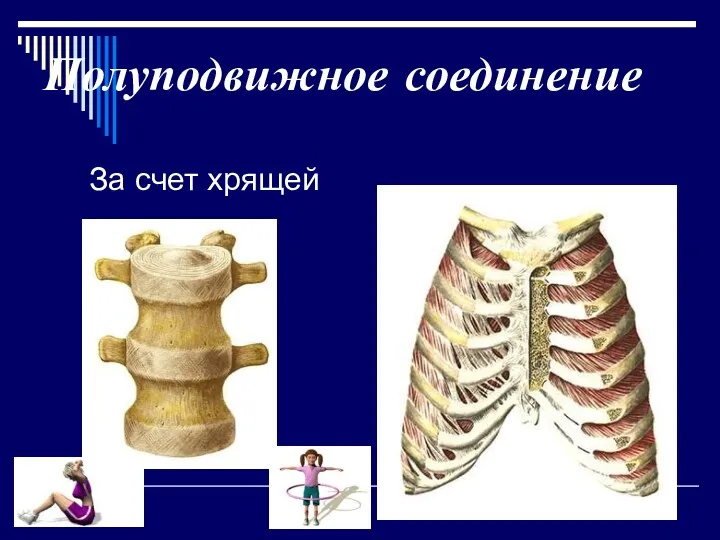 Полуподвижное соединение За счет хрящей