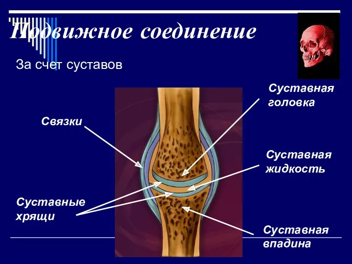 Подвижное соединение За счет суставов