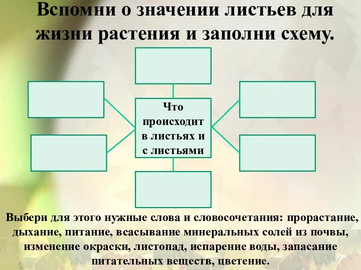 Вспомни о значении листьев для жизни растения и заполни схему.