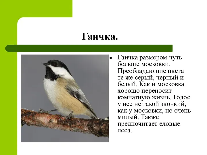 Гаичка. Гаичка размером чуть больше московки. Преобладающие цвета те же