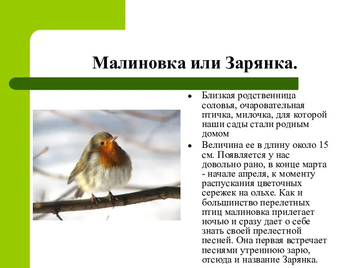 Малиновка или Зарянка. Близкая родственница соловья, очаровательная птичка, милочка, для которой наши сады