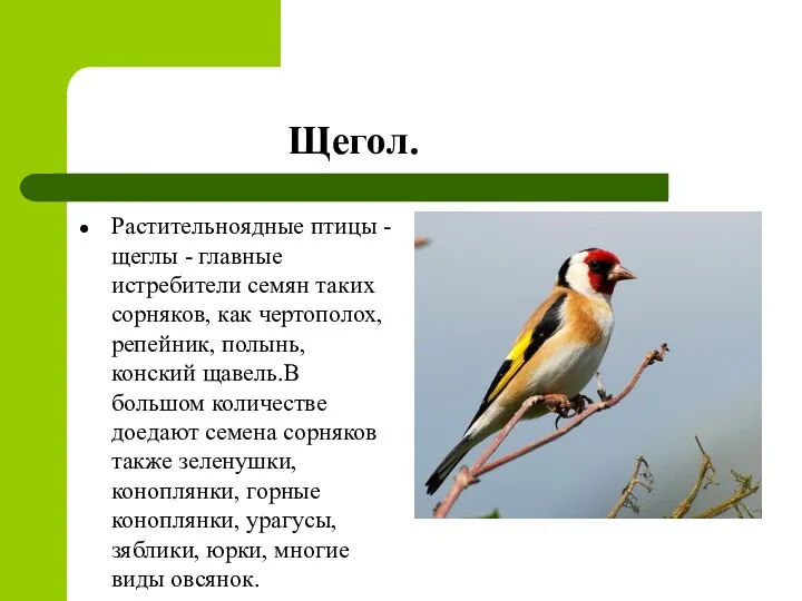 Щегол. Растительноядные птицы - щеглы - главные истребители семян таких сорняков, как чертополох,