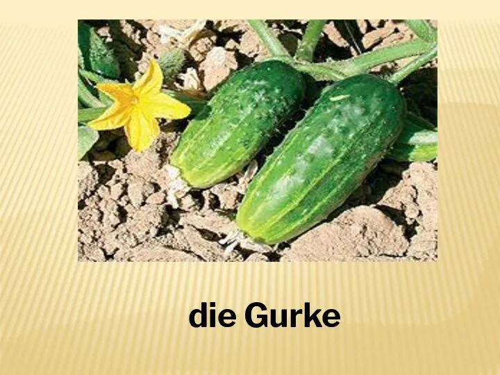 die Gurke