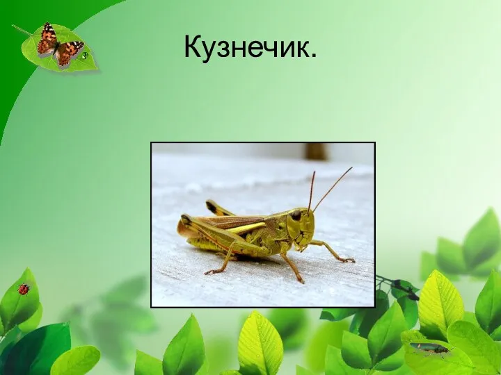 Кузнечик.