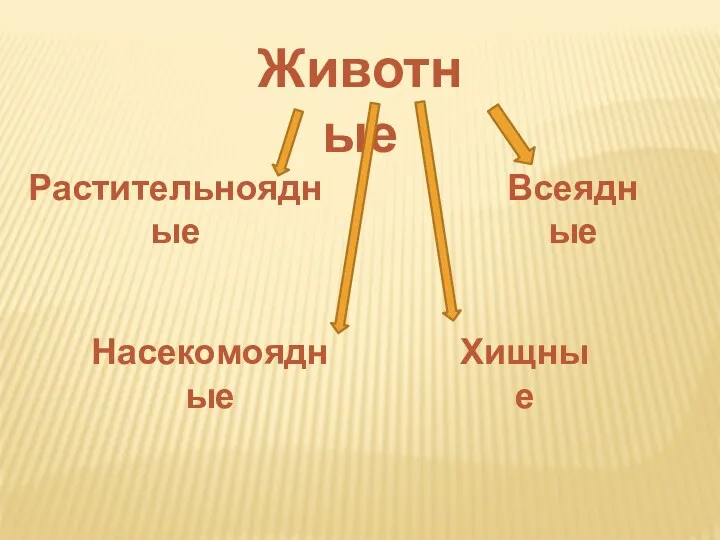 Животные Растительноядные Насекомоядные Всеядные Хищные