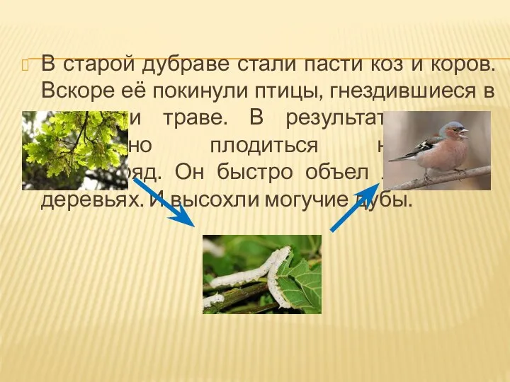 В старой дубраве стали пасти коз и коров. Вскоре её покинули птицы, гнездившиеся