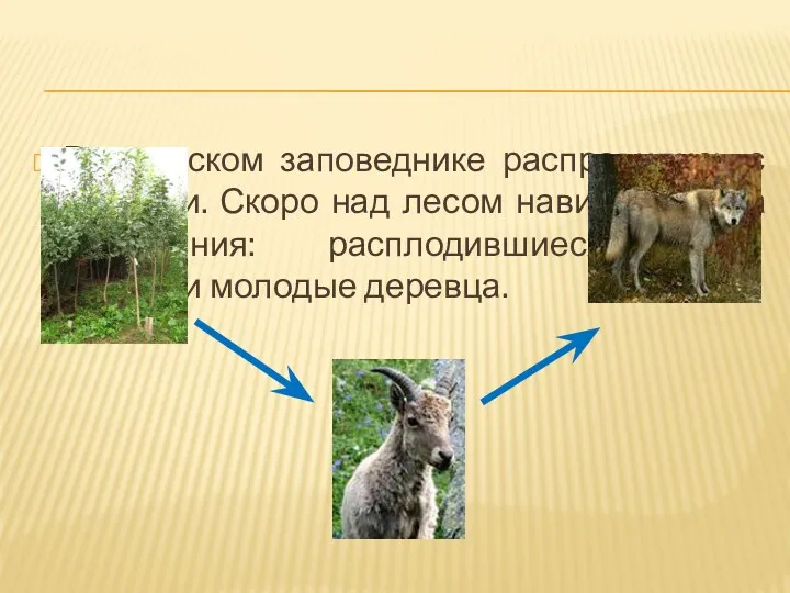 В крымском заповеднике расправились с волками. Скоро над лесом нависла угроза вымирания: расплодившиеся