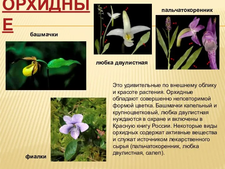 Орхидные Это удивительные по внешнему облику и красоте растения. Орхидные