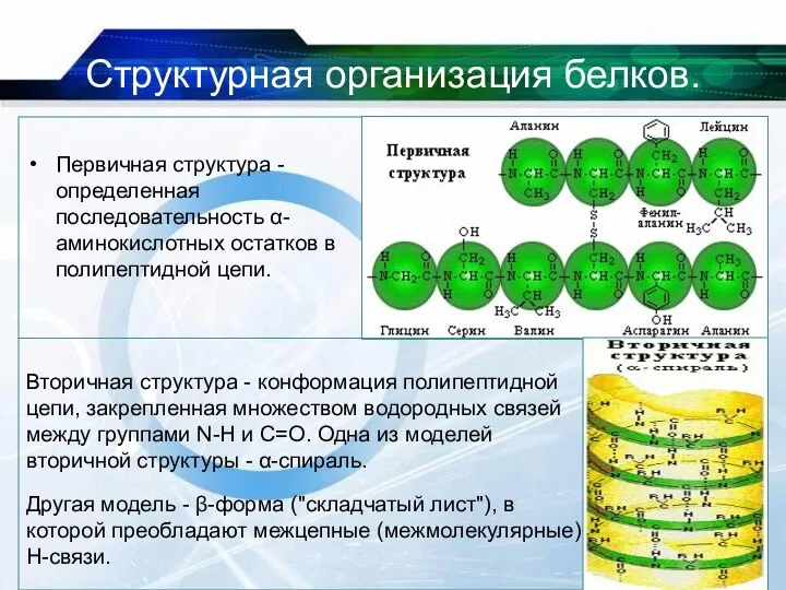 Структурная организация белков. Первичная структура - определенная последовательность α- аминокислотных остатков в полипептидной