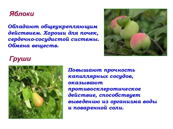 Яблоки Обладают общеукрепляющим действием. Хороши для почек, сердечно-сосудистой системы. Обмена