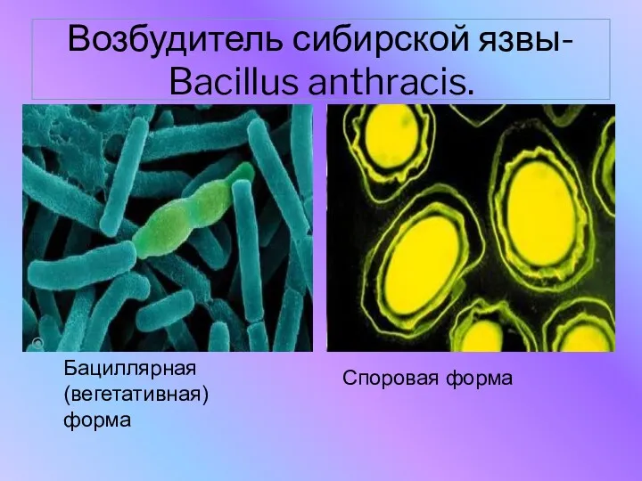 Возбудитель сибирской язвы- Bacillus anthracis. Споровая форма Бациллярная (вегетативная) форма