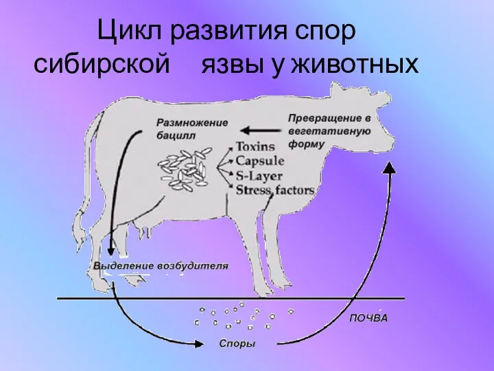 Цикл развития спор сибирской язвы у животных