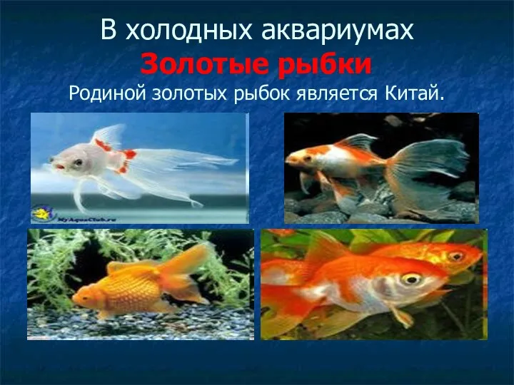 В холодных аквариумах Золотые рыбки Родиной золотых рыбок является Китай.