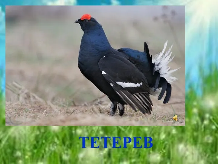 ТЕТЕРЕВ ТЕТЕРЕВ