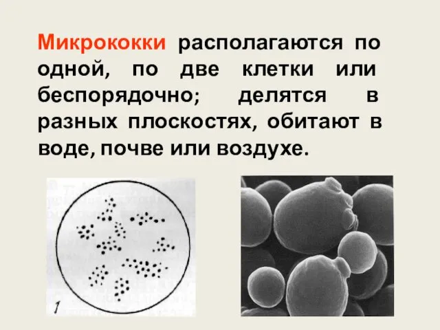 Микрококки располагаются по одной, по две клетки или беспорядочно; делятся в разных плоскостях,