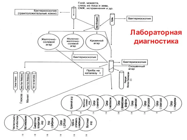 Лабораторная диагностика