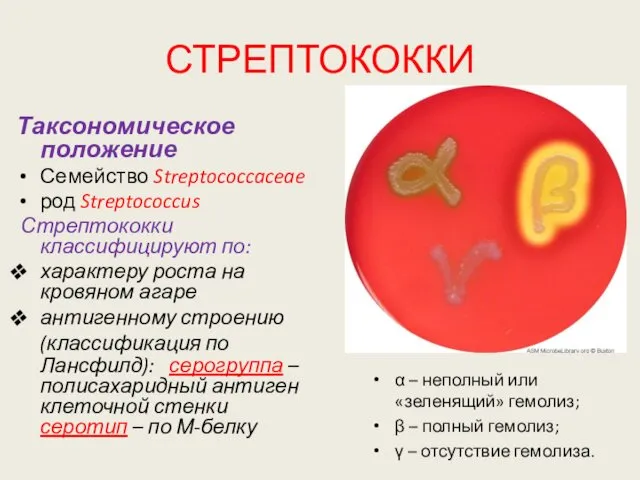 СТРЕПТОКОККИ Таксономическое положение Семейство Streptococcaceae род Streptococcus Стрептококки классифицируют по: