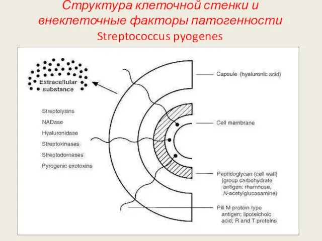 Структура клеточной стенки и внеклеточные факторы патогенности Streptococcus pyogenes