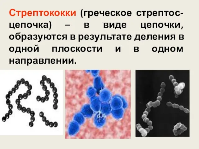 Стрептококки (греческое стрептос-цепочка) – в виде цепочки, образуются в результате деления в одной