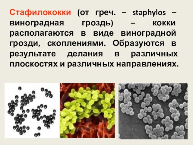 Стафилококки (от греч. – staphylos – виноградная гроздь) – кокки располагаются в виде