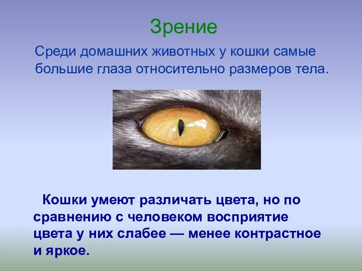Зрение Среди домашних животных у кошки самые большие глаза относительно размеров тела. Кошки