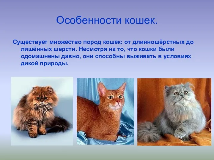 Особенности кошек. Существует множество пород кошек: от длинношёрстных до лишённых шерсти. Несмотря на