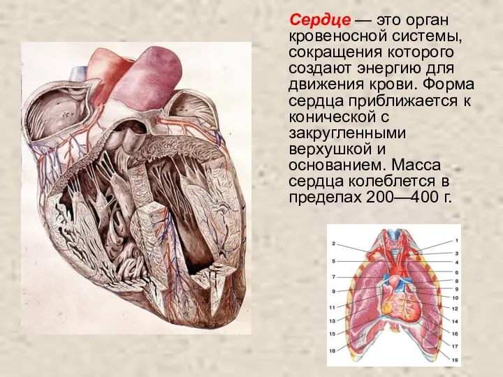 Сердце — это орган кровеносной системы, сокращения которого создают энергию