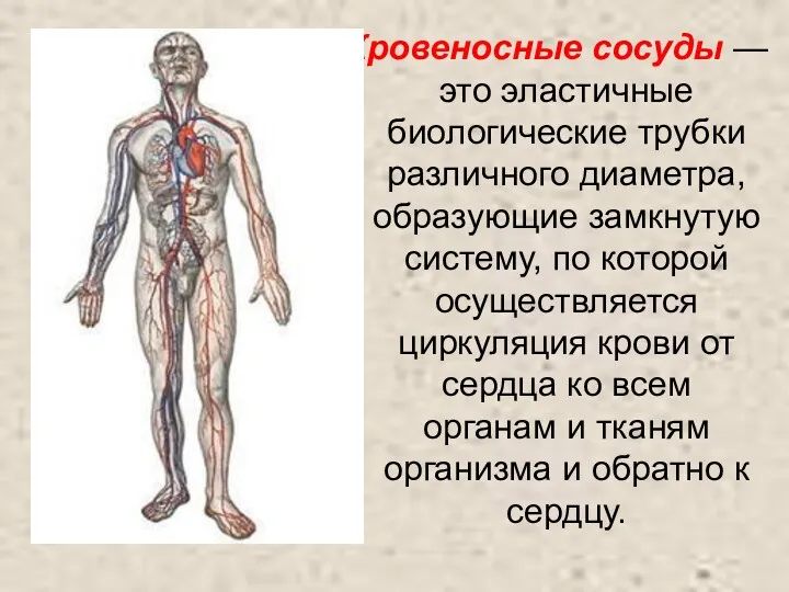 Кровеносные сосуды — это эластичные биологические трубки различного диаметра, образующие