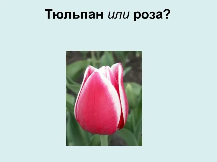 Тюльпан или роза?