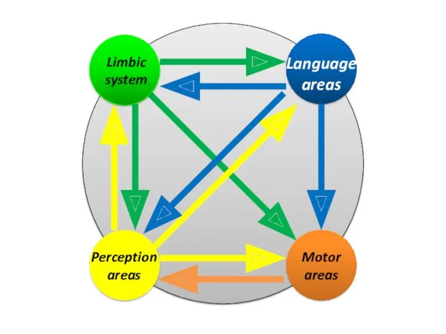 Perception areas Language areas Motor areas Limbic system