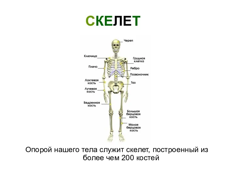 СКЕЛЕТ Опорой нашего тела служит скелет, построенный из более чем 200 костей