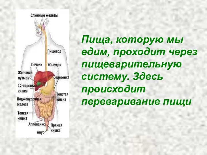 Пища, которую мы едим, проходит через пищеварительную систему. Здесь происходит переваривание пищи